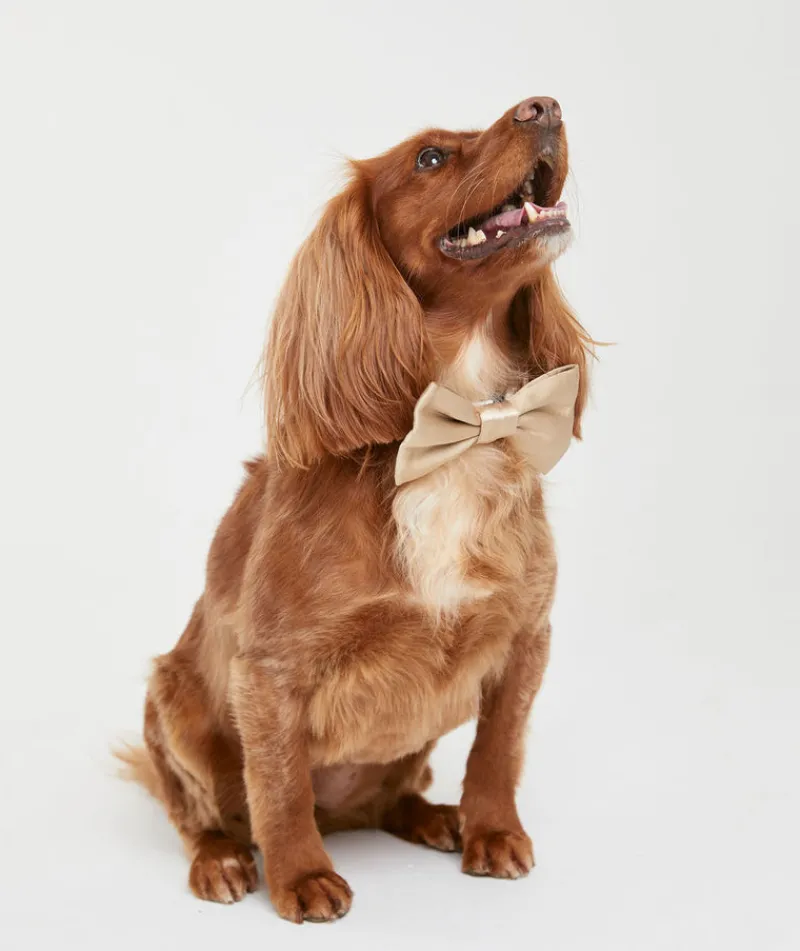 Sale Six Stories Dog Satin Bow Tie