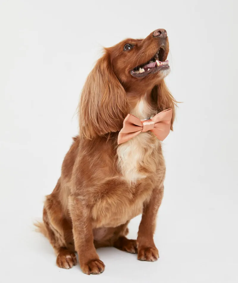 Sale Six Stories Dog Satin Bow Tie